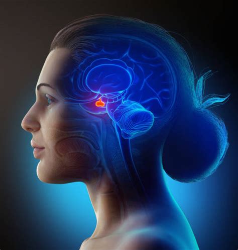 Pituitary Gland Stock Photos Pictures And Royalty Free Images Istock
