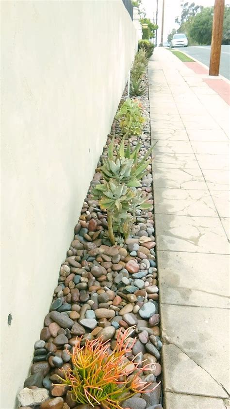 Xeriscape Front Yard With Drought Tolerent Plants Like Sticks Of Fire