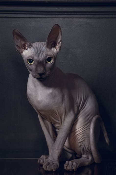 Campagne Sphinx Cat Cat Pet Shop Sphynx Cat