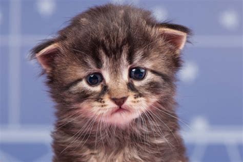 Do Cats Cry Facts To Know And What To Do About Crying Cat