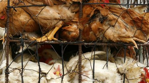 Were Ethically Bound To Eat Braindead Legless Chickens Big Think