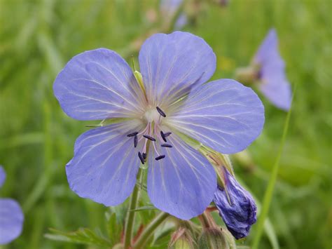British Wildlife A Veined Blue Wild Flower