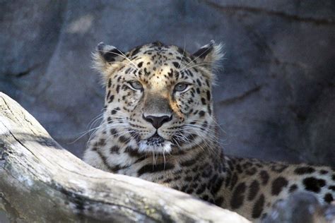 Kasha Male Amur Leopard Smithsonian Photo Contest Smithsonian Magazine