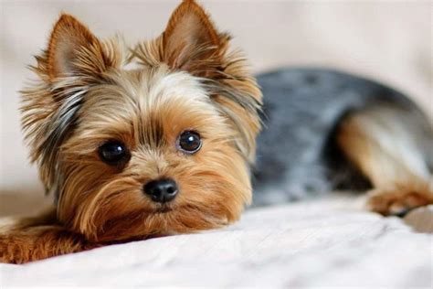 Yorkshire Terrier Price Range How Does The Cost Differ And Why The