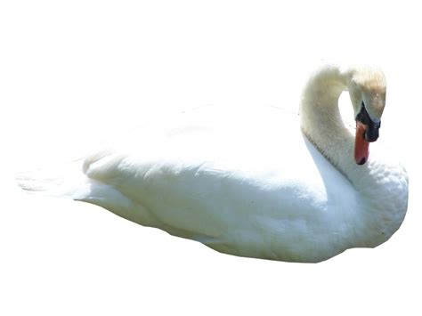 Swan Png Hd Png All