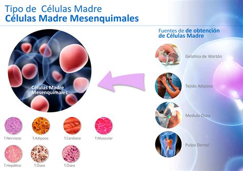 Células Madre Mesenquimales Características Biológicas Y Aplicaciones