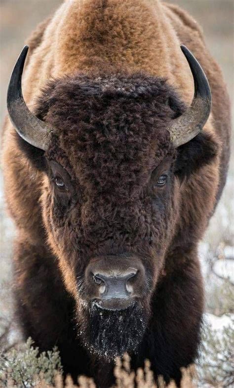 🌲norway Pine 🇳🇴 🎄 On Twitter Buffalo Animal Majestic Animals Bison