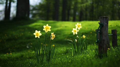 Narcissus Flowers Trees Green Hd Wallpaper Peakpx