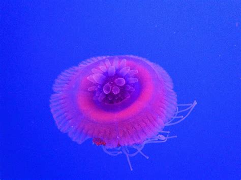 Crown Jellyfish Project Noah