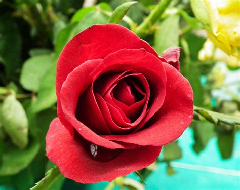 Rose produces the sizzling fragnance which is unique to them. June Birth Flower - Rose - Prince George Florists