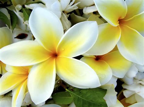 Hawaiian Flowers Wallpapers Flowers