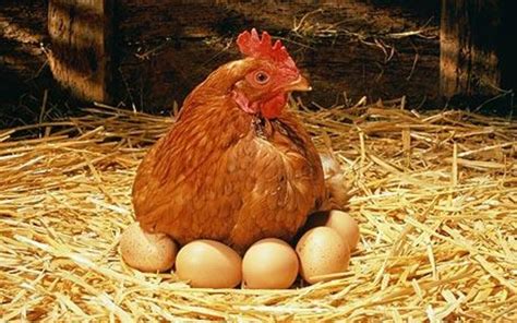 If she is not, she doesn't. Everything You Ever Wanted to Know About Chicken Eggs ...