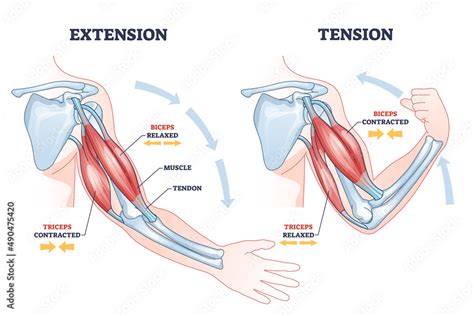 Contracting And Relaxing Of Arms Biceps And Triceps Muscles Outline Diagram Labeled Educational
