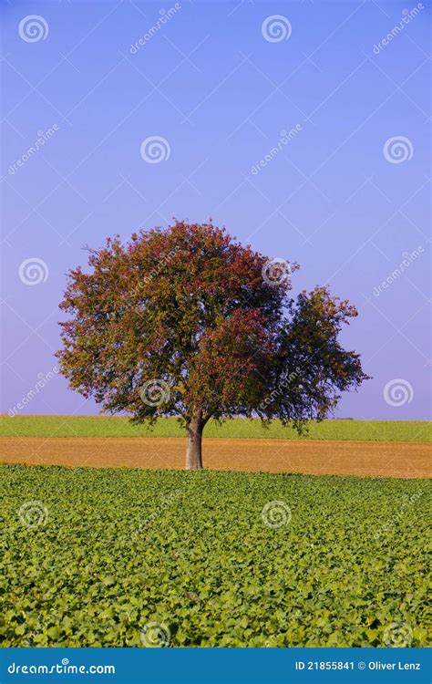 Farm Fields With Lone Tree Stock Image Image Of Daytime 21855841