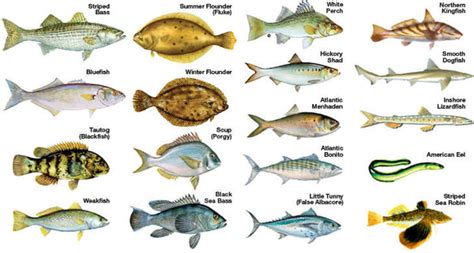 Common Fish Species For Saltwater Lure Fishing Basstrike