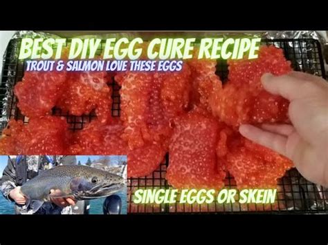 HOW TO CURE SALMON EGGS FOR FISHING BAIT Simple And Effective Recipe