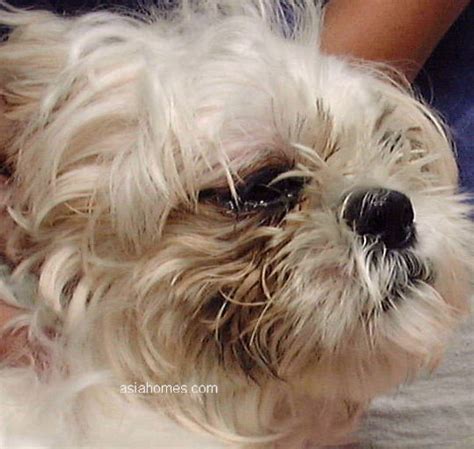 List 94 Pictures Shih Tzu Ear Infection Pictures Stunning