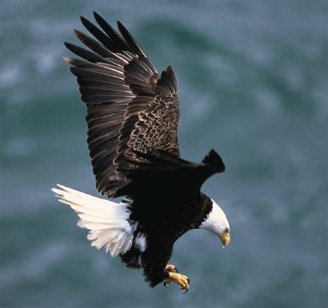 Filebald Eagle Landing Wikimedia Commons