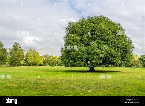 Large Tree Casting A Shadow On The Green Grass In Greenwich Park Stock