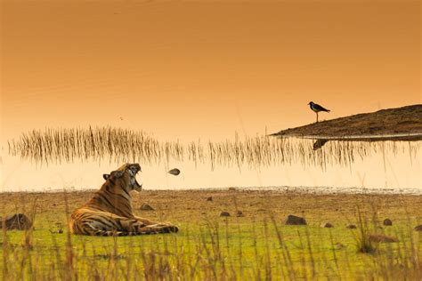 National is owned by enterprise holdings, al. Tadoba National Park and Tiger Reserve Travel Guide