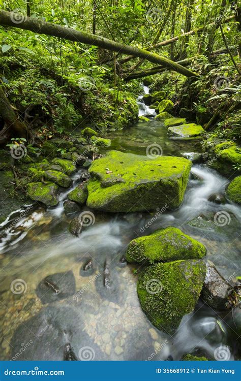 Clearwater Stream In Tropical Forest Stock Photo Image Of Clean