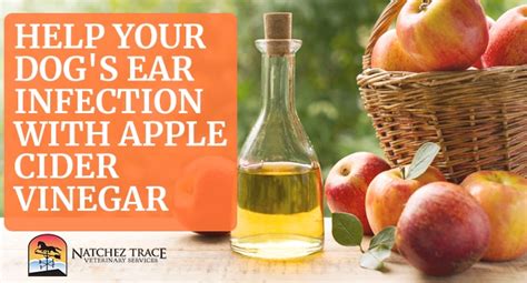 How Does Apple Cider Vinegar Get Rid Of Ear Mites In Dogs