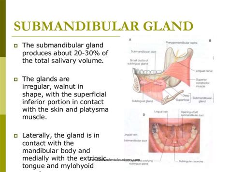 What Causes Submandibular Gland Swelling