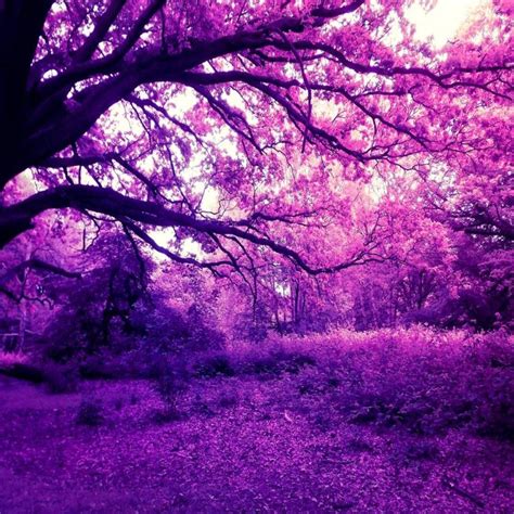 Magical Purple Forest Fotografia Arte Paisajes Imágenes