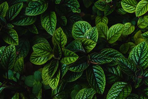 Wallpaper Leaves Green Bushes Carved Dark Plant Hd