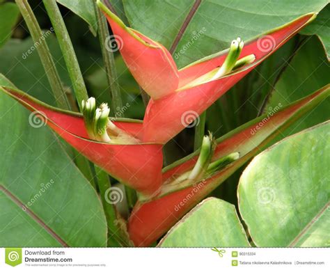 Very Beautiful Tropical Flowers Stock Photo Image Of Botany Tropics