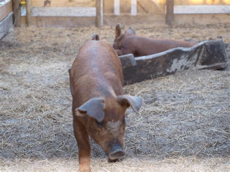 Duroc Pictures Little Pig Farm