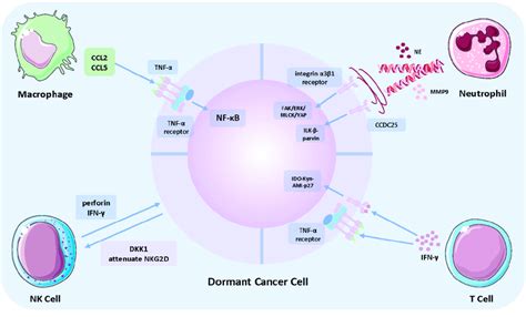 Crosstalk Between Dormant Cancer Cells And Immune Components The