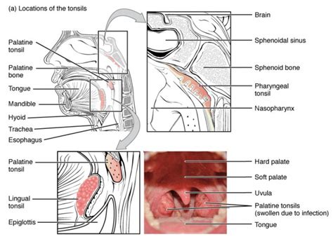 Anatomy Of The Head And Neck → Waldeyers Tonsillar Ring Meddists