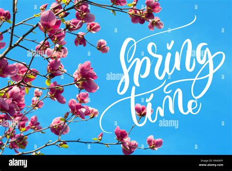 Image Of Blossoming Magnolia Flowers In Spring Time And Words Spring
