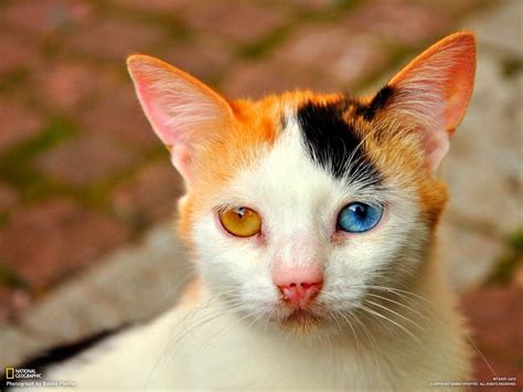 Two Different Colored Eyes Cute Animals Pretty Cats Cats