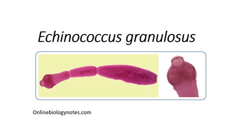 Echinococcus Granulosus Dog Tapeworm Online Biology Notes