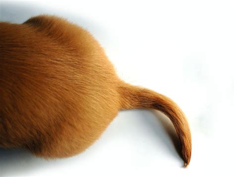 Do Dogs Tails Grow