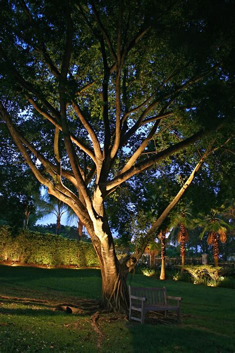Uplighting Large Trees Garden Lighting Tips Outdoor Tree Lighting