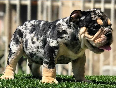English Bulldog Puppies For Sale Los Angeles Ca 281531