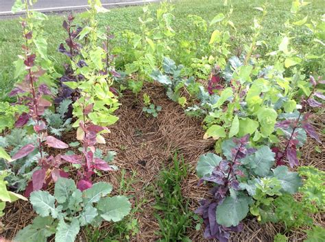 Maybe you would like to learn more about one of these? IMG_0874 (With images) | Perennial vegetables, Perennials ...