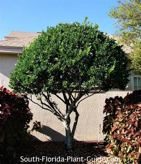 Tree Trimmed Like Bonsai Florida Landscaping Ornamental Trees