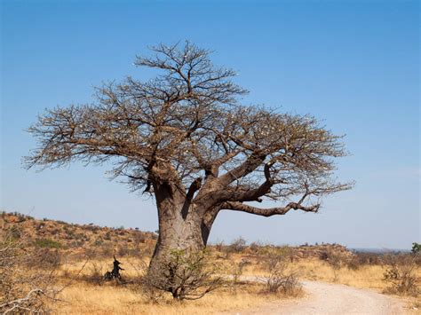 Baobab Im Mapungubwe Bilder