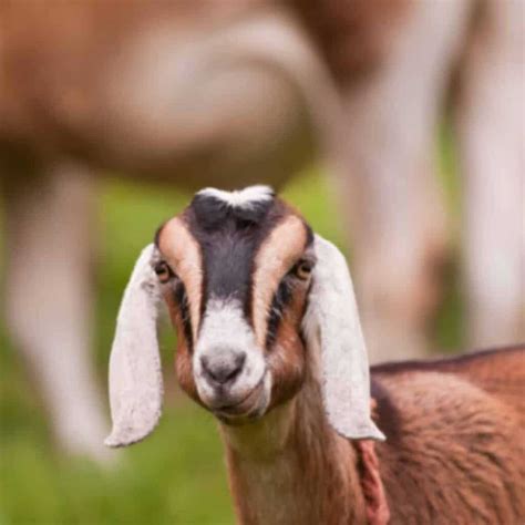 5 Best Breeds Of Goats To Keep As Pets Boots And Hooves Homestead