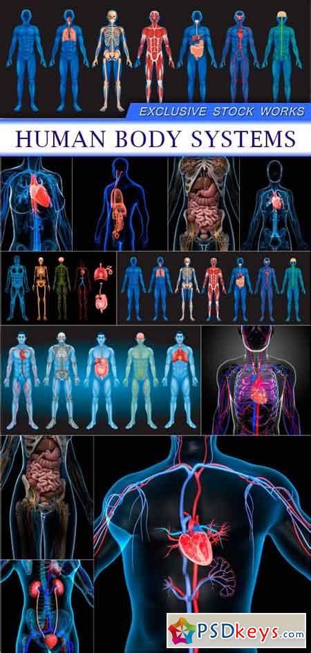 Human Body Systems 11x Jpeg Free Download Photoshop Vector Stock