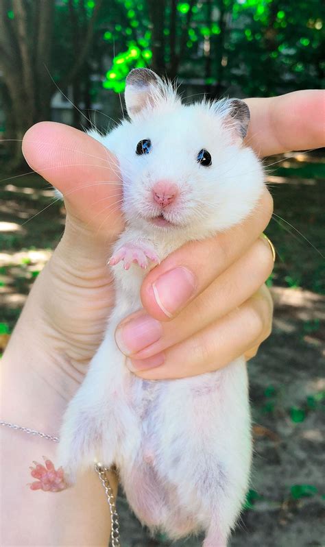 White Syrian Hamster Cute Hamsters Syrian Hamster Funny Hamsters