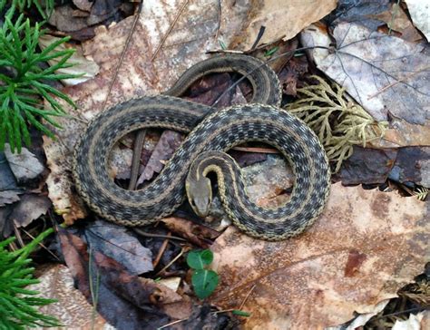 Id Request Nw Pennsylvania Eastern Garter Snakes