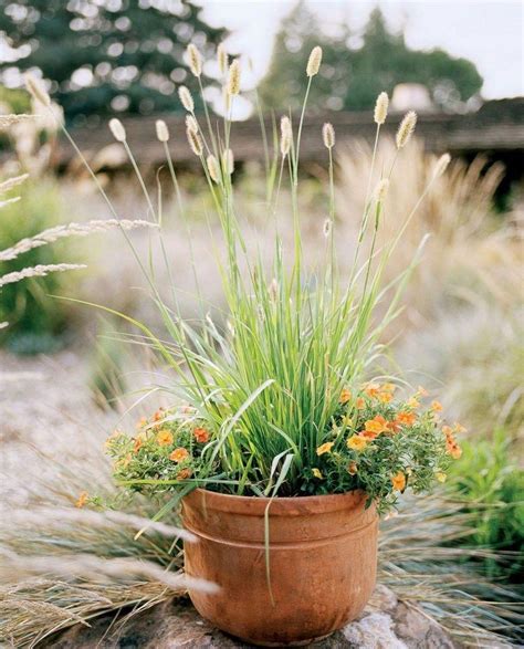 40 Best Ornamental Grasses For Containers 38 Ornamental Grasses