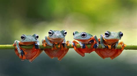 Four Javan Tree Frogs Sitting Together On A Stalk In Indonesia Bing