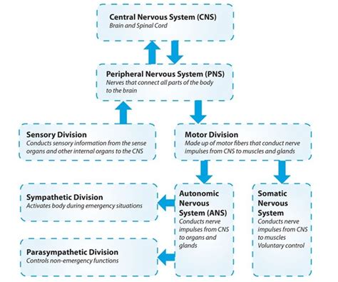 Nervous system diagram autonomic nervous system lateral labeled body part chart removable wall graphic. Printable Chart Of Nervous System | divisions of the human ...