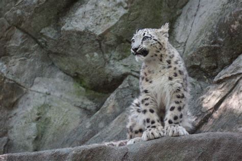 Leos Cub Bronx Zoo Male Snow Leopard Cub Born On 4913 Flickr